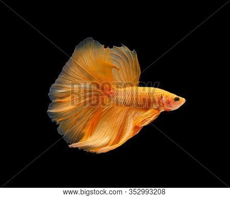 Siamese Fighting Fish Or Betta Splendens Fish, Popular Aquarium Fish In Thailand. Super Orange Half 