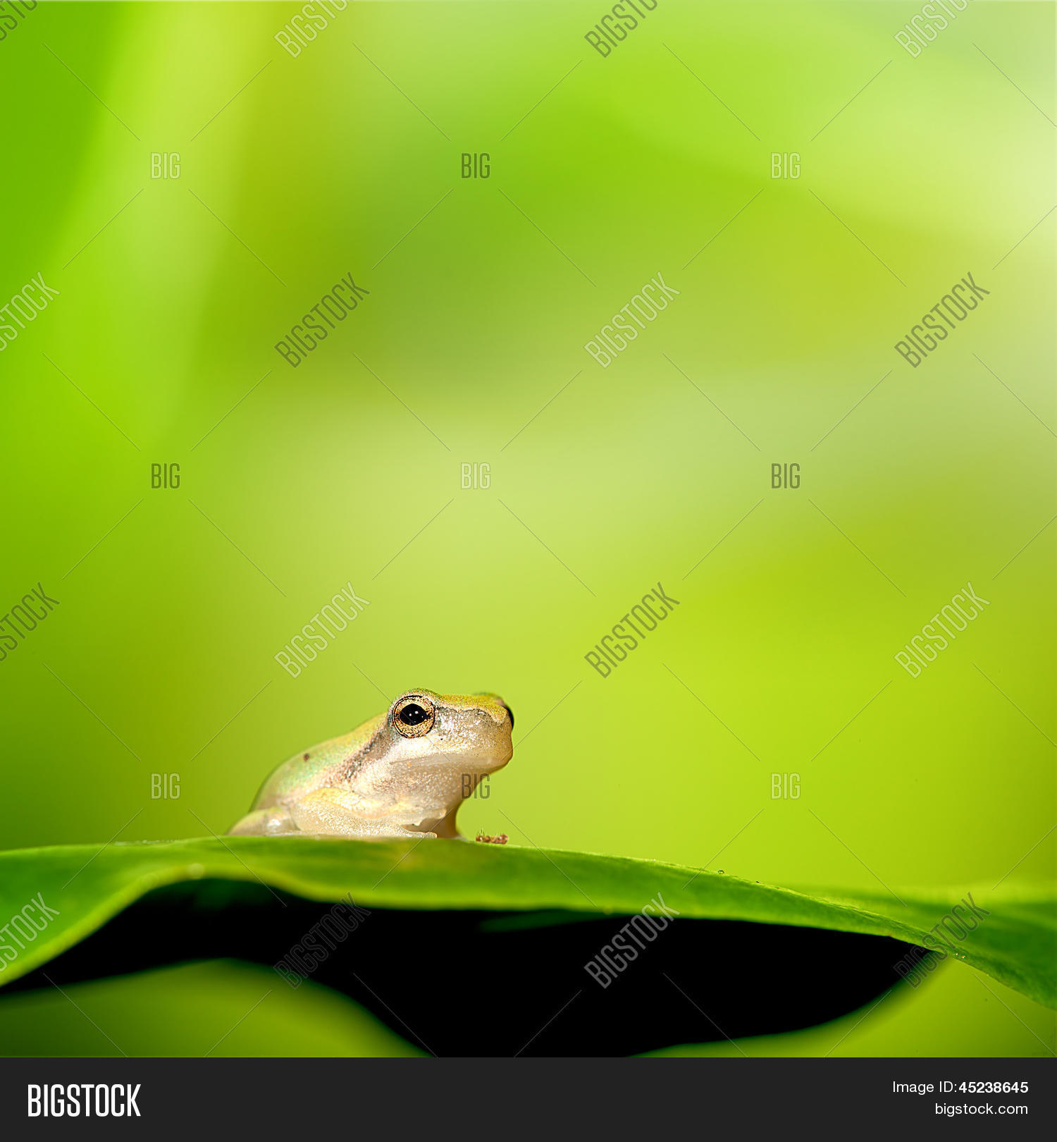 Frog Stand On Green Image & Photo (Free Trial) Bigstock