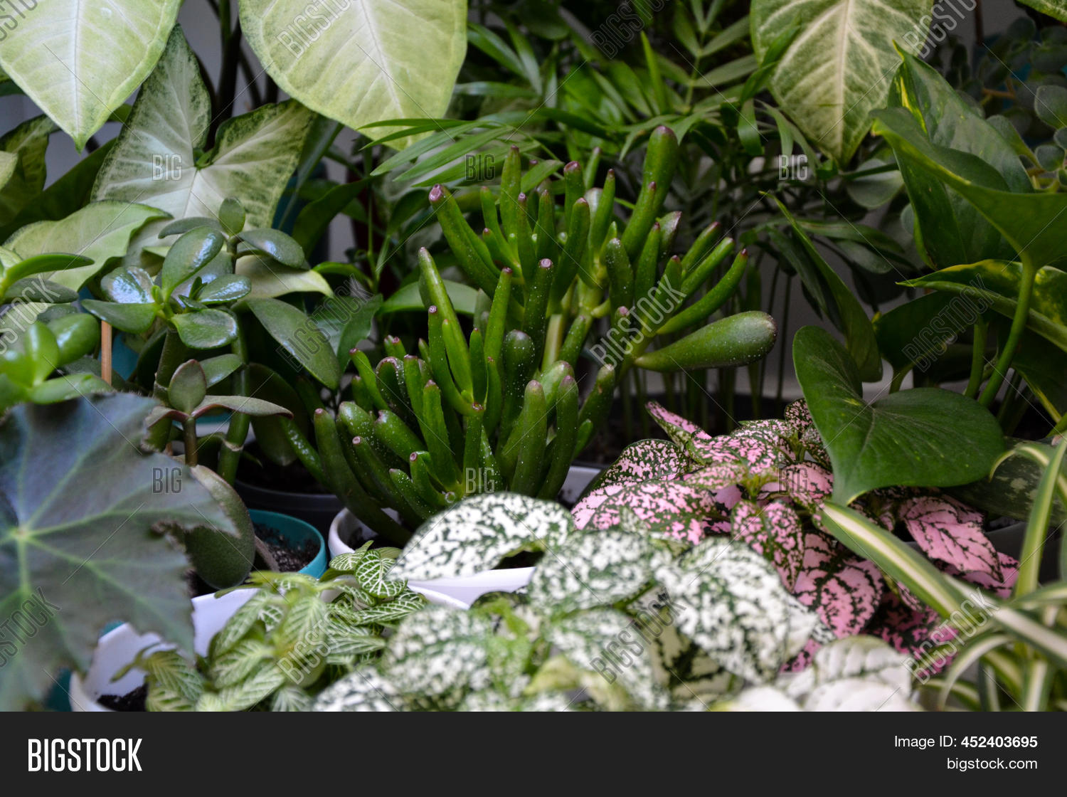 House Plants. Greenery Image & Photo (Free Trial) Bigstock