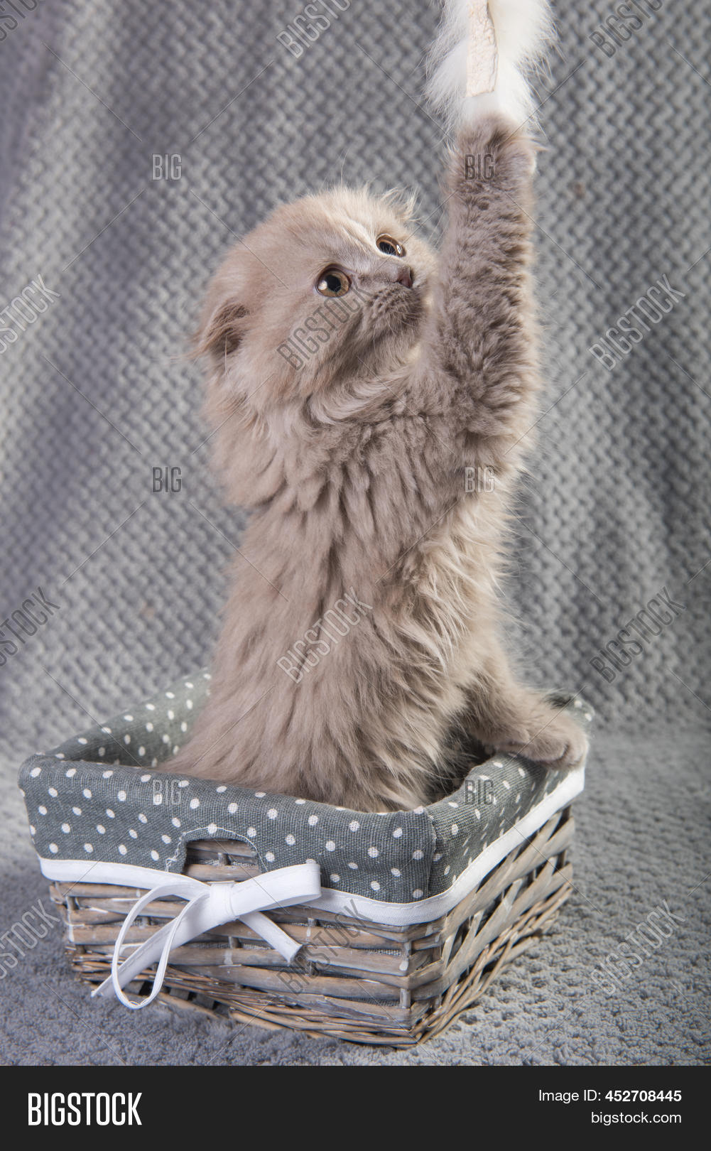 Scottish Fold Highland Image & Photo (Free Trial) Bigstock