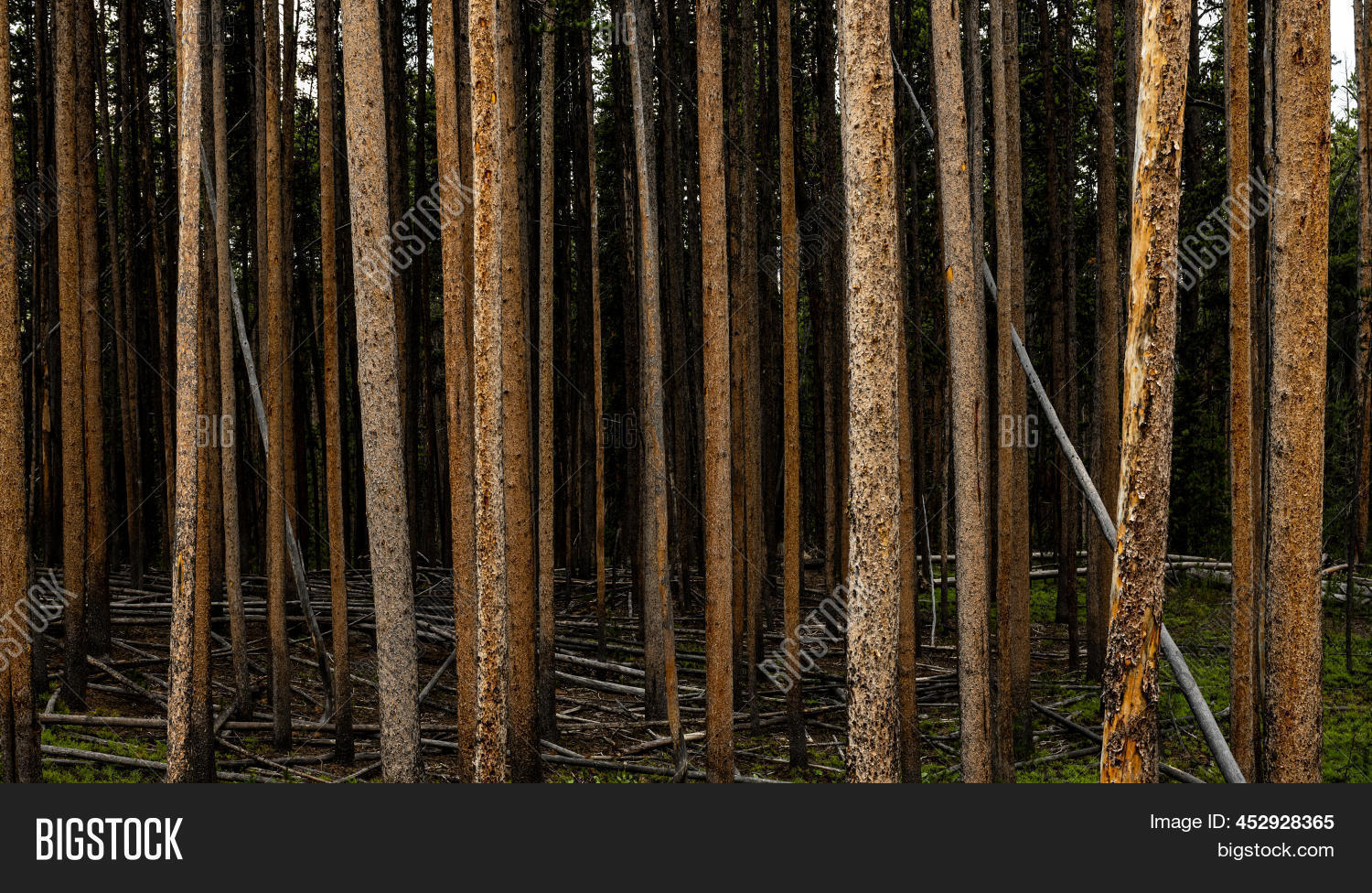 Tall Pine Tree Trunks Image & Photo (Free Trial) Bigstock