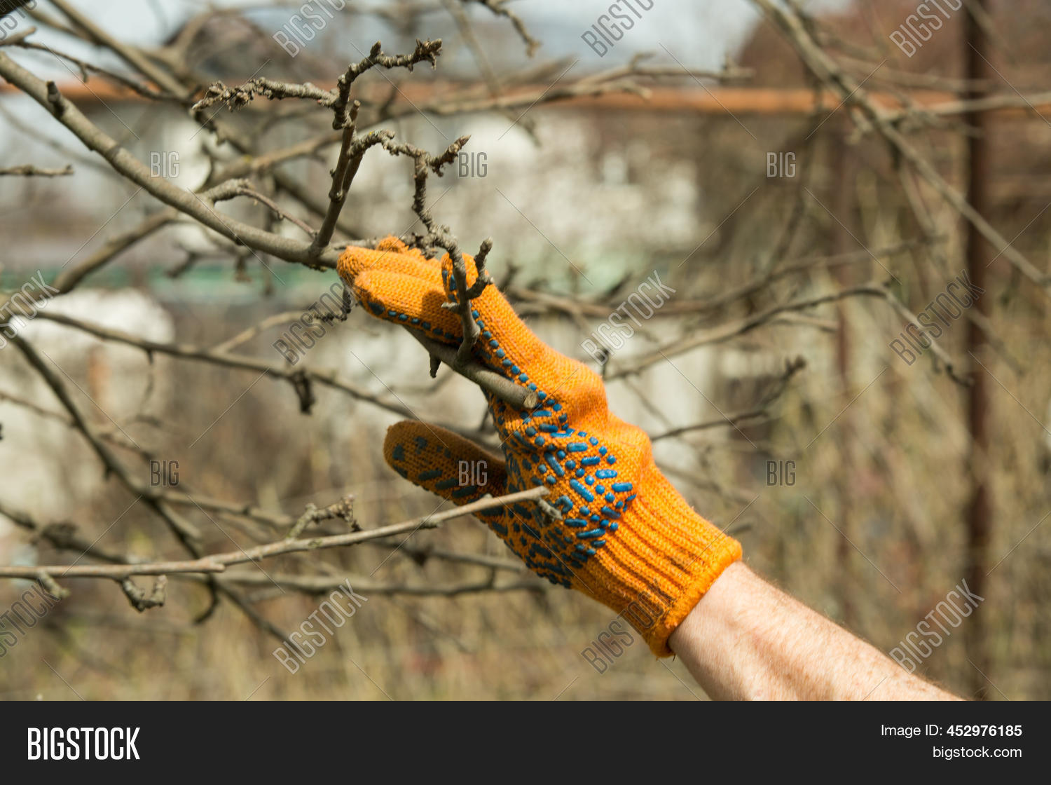 Pruning Branches Fruit Image & Photo (Free Trial) Bigstock