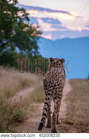 Cheeta Wild Animal In Kruger National Park South Africa, Cheetah On The Hunt During Sunset.
