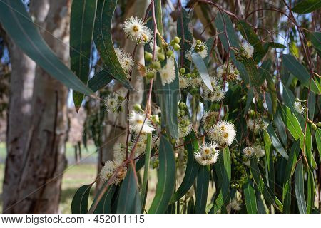 Eucalyptus Tereticornis Flowers White Flowers On Tree