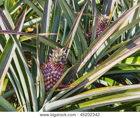 Fresh Pineaple On Bush With Leaves