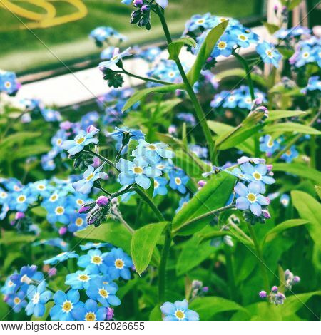 Forget Me Flowers In The Summen Rain