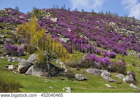 Russia. South Of Western Siberia. Mountain Altai. Chuysky Tract During The Flowering Of The Maralnik