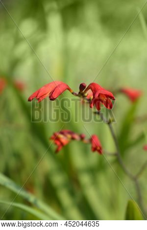 Montbretia Birgitta Red Flowers In The Garden