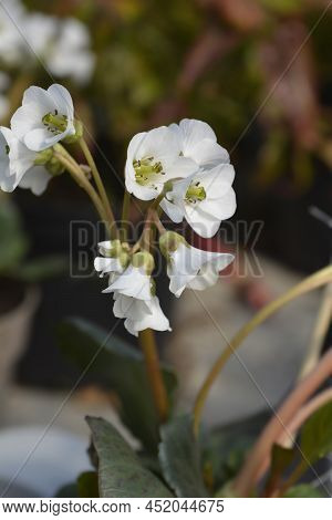 Bergenia Bressingham White Flowers In The Garden
