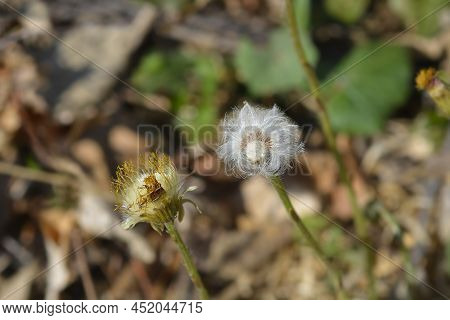 Coltsfoot Hairy Seed Heads - Latin Name In The Spring