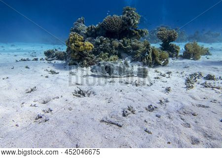 Colorful Coral Reef At The Bottom Of Tropical Sea, Hard Corals And Puffer Fish Lying On The Sand, Un