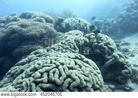 Large Grape Coral At Great Depth At The Bottom Of Tropical Sea