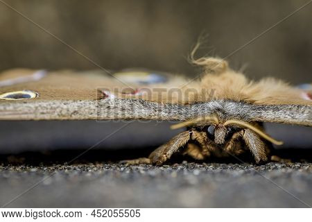 Macro Photography Image Of A Polyphemous Moth.