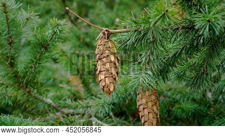 Green Douglas Fir Branch With Cones Close Up. Conifer Tree. Pseudotsuga Menziesii