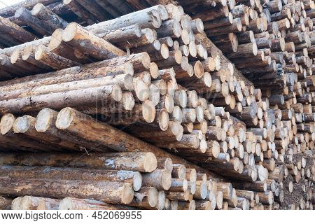 Background Of Cut Pine Logs. Vaia Storm Effects, Italy