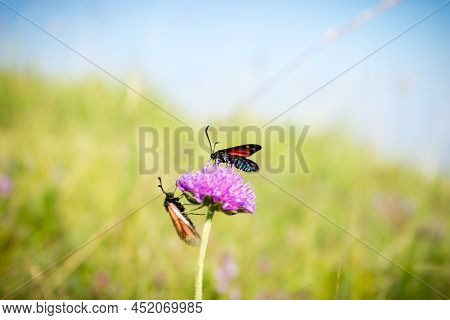 Scarlet Tiger Moth On Clover Flower Close Up.
