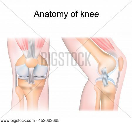 Knee Anatomy. Side And Front View. Cross Section Of The Joint Showing The Main Parts: Femur, Fibula,