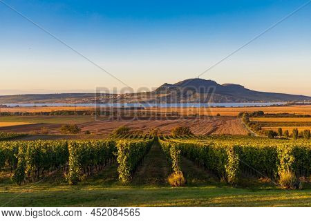 Autumn vineyards under Palava near Sonberk, South Moravia, Czech Republic