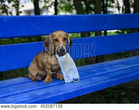 Dachshund Puppy Holds A Protective Mask Against Viruses In His Teeth. A Red-colored Dog Sits On A Bl