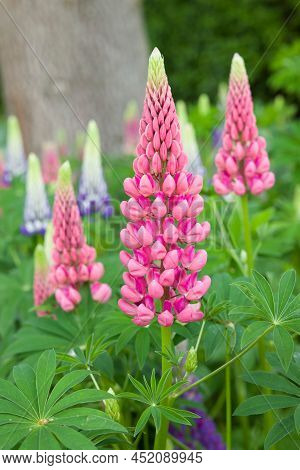 Pink Lupin Flower, Lupinus Plant Growing In An English Garden In Spring, Uk