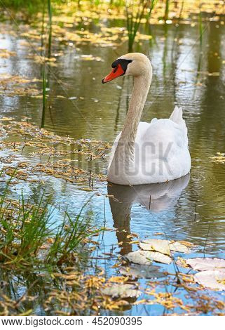White Svane
