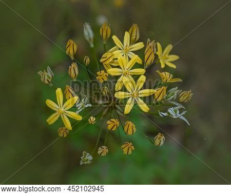 Brodiaea Lutea, Commonly Known As Golden Brodiaea, Close-up Of Flowers  From Above Against A Smooth 