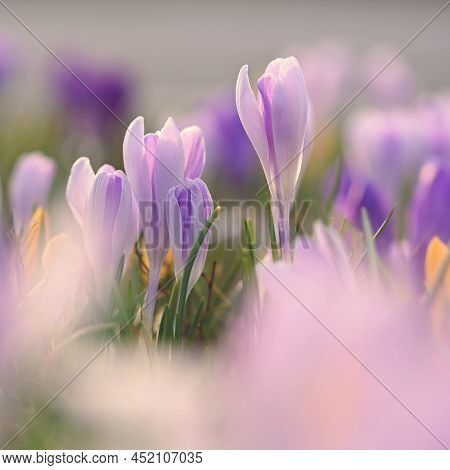 Spring Background With Flowers. Nature And Delicate Photo With Details Of Blooming Colorful Crocuses
