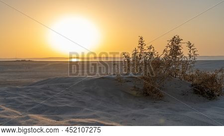Plants Grown On Top Small Dune Mountains At Sealine Dunes Area.