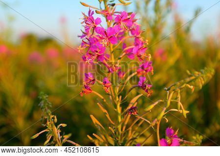 Fireweed Flowers On The Meadow With Blue Sky. Beautiful Pink Flowers Of Fireweed For Publication, De