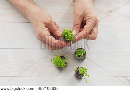 Young Seedling Of The Strawberry In Peaty Tablet