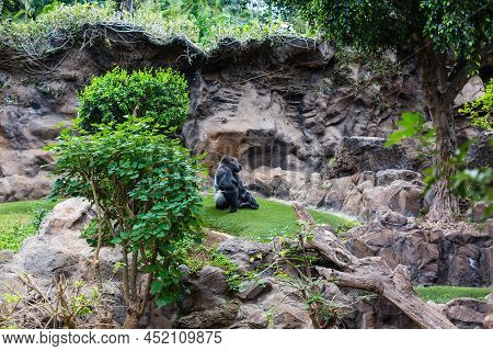 Silver Back Gorilla Looking Alert And Menacing Against A Natural Background