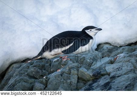 Chinstrap Penguin Lies On Rocks Eyeing Camera