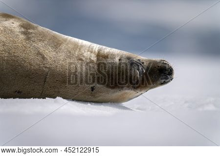 Close-up Of Crabeater Seal Dozing On Iceberg