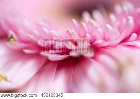 A Very Dreamy Shallow Depth Of Field Macro Photography Photograph Of A Hibiscus Flower With Very Sof