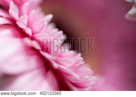 A Very Dreamy Shallow Depth Of Field Macro Photography Photograph Of A Hibiscus Flower With Very Sof