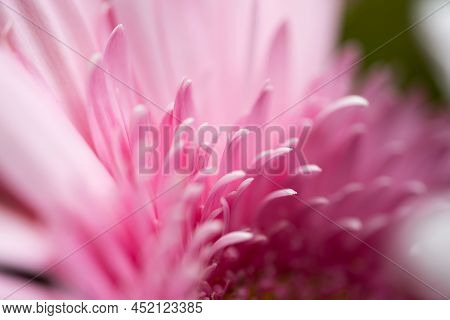 A Very Dreamy Shallow Depth Of Field Macro Photography Photograph Of A Hibiscus Flower With Very Sof