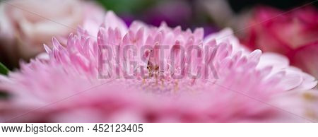A Very Dreamy Shallow Depth Of Field Macro Photography Photograph Of A Hibiscus Flower With Very Sof