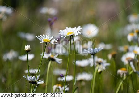 Beautiful White Petal Kosmos Flowers Blossoming In The Summer Sun Evoking Emotional Happiness And Br