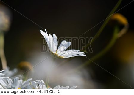 Beautiful White Petal Kosmos Flowers Blossoming In The Summer Sun Evoking Emotional Happiness And Br