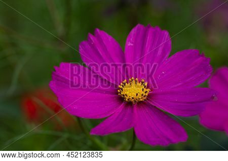 Kosmos Flower In Full Bloom With Beautiful Pink Coloring With Yellow Center Where Pollen Sits Showin