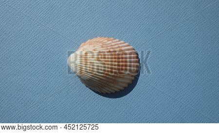 Seashell Of Bivalve Mollusc Atlantic Giant Cockle (dinocardium Robustum) On A Blue Background. Place