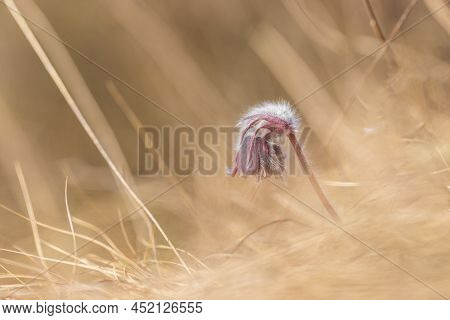 Spring Purple Flower In The Meadow - Grasshopper - Pulsatilla Pratensis