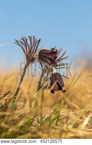 Spring Purple Flower In The Meadow - Grasshopper - Pulsatilla Pratensis