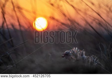 Spring Purple Flower In The Meadow - Grasshopper - Pulsatilla Pratensis At Sunset.