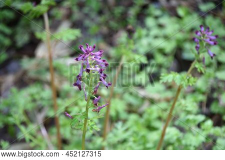 Fumewort (corydalis Insica) Flowers.papaveraceae Toxic Plants. It Grows Mainly In The Shade Of Trees