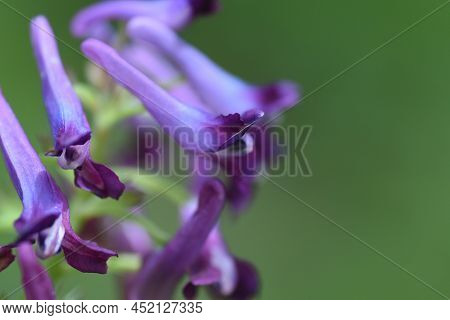 Fumewort (corydalis Insica) Flowers.papaveraceae Toxic Plants. It Grows Mainly In The Shade Of Trees