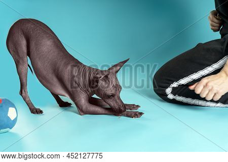 Xoloitzcuintle, Or Mexican Hairless Breed, Ancient Unsusual Dog, Bows His Head To The Floor Making A