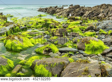 Vibrant Green Sea Moss Covered Rocks At Low Tide,in Seawater Puddles,dollar Cove,gunwalloe, Helston,