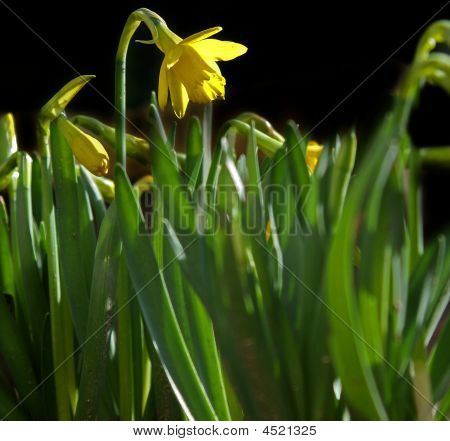 Narciso
