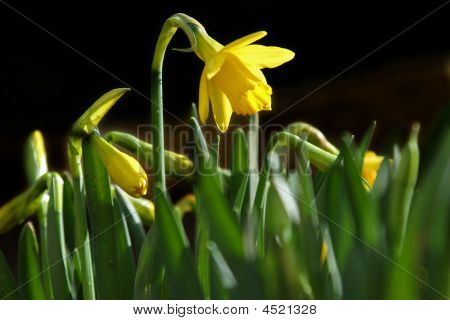 Narciso